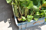 20120524-06_s.jpg