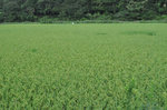 20120818-03_s.jpg