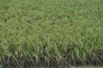 20120907-01_s.jpg