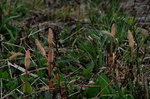 20130408-05_s.jpg