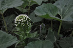 20130408-06_s.jpg