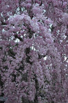 20130408-08_s.jpg