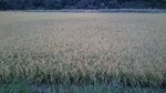 20160905-06_s.jpg